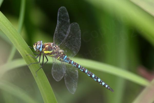 A colourful Migrant Hawker Dragonfly with brown and yellow thorax and blue and brown abdomen is                                  taking a break amongst the reeds.