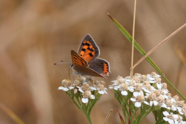 A coppery orange and brown Small Copper Butterfly is feeding on a white umbelliferous flower which is possibly Common Yarrow.