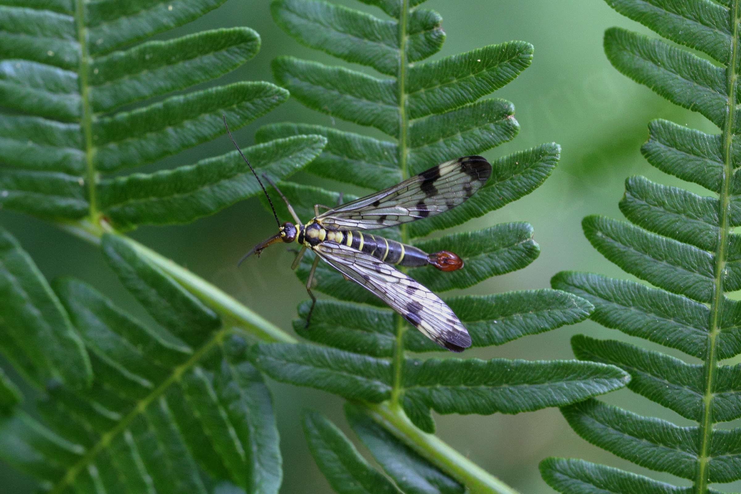 A black and pale yellow male Scorpion Fly with his red scorpion like tail is taking a quick break on a dark green shaded fern frond.