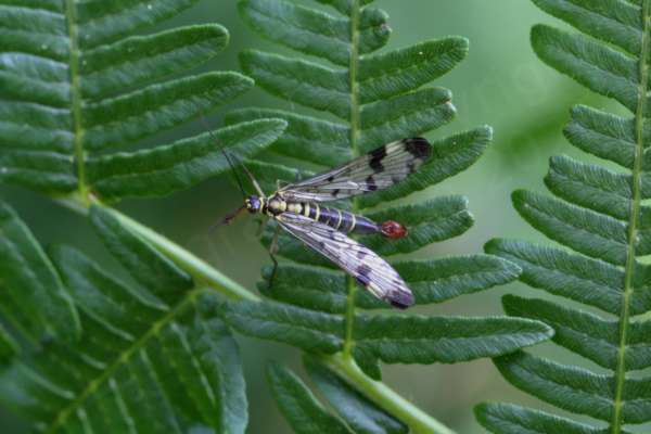 A black and pale yellow male Scorpion Fly with his red scorpion like tail is taking a quick break on a dark green shaded fern frond.
