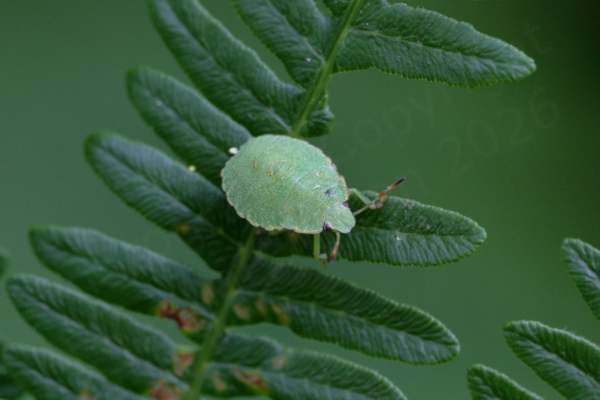 A large pale green Common Green Shieldbug Nymph is exploring a shaded fern frond.