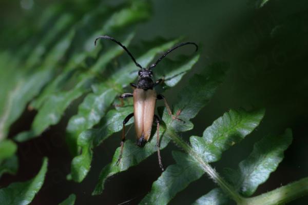 A Red Longhorn Beetle with black body and yellowish brown elytra is resting on a sun dappled frond of fern.