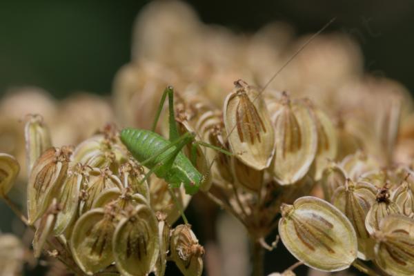 A plump bright lime green Speckled Bush Cricket with unfeasibly long white and black banded antennae is inspecting a brown umbellifer seedhead.