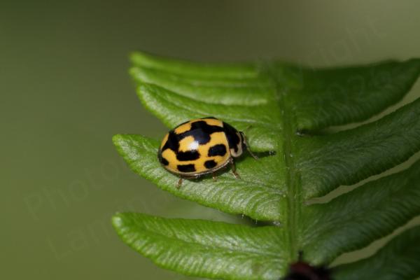 A distinctive yellow and black 14 Spot Ladybird is exploring a fern frond.