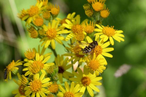 A cluster of bright yellow Ragwort flowers is hosting a golden yellow and black Hoverfly.