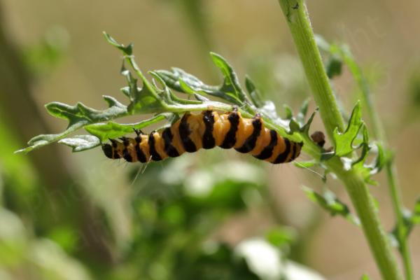 A glossy orange and black banded Cinnabar Moth Caterpillar is feeding upside down on a leaf of the Ragwort plant.