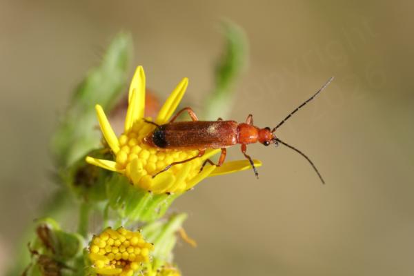 A medium sized slender Common Red Soldier Beetle mostly a glossy reddish brown but with a wide black tip to its wing cases is feeding on Ragwort flowers.
