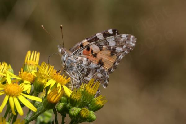 A Painted Lady Butterfly with folded wings is feeding on bright yellow ragwort flowers.