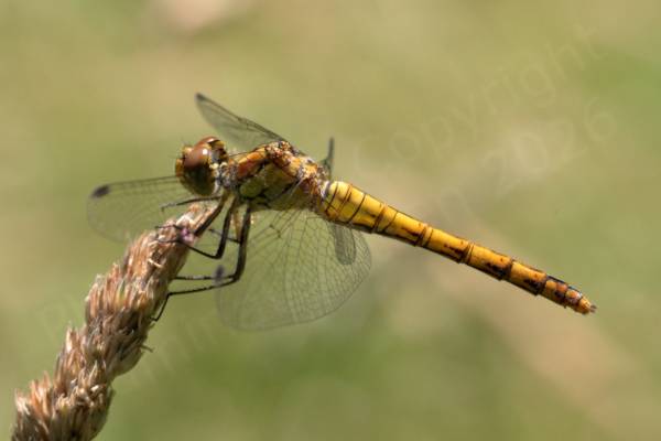 A golden yellowish brown Common Darter Dragonfly is perched on the seed head of a sun lit grass plant.