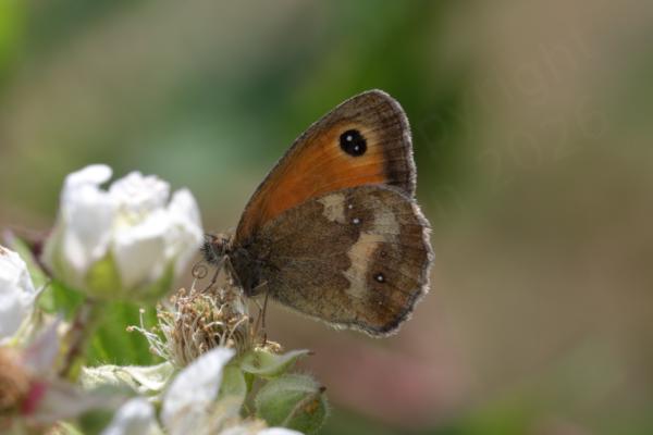 A pale brown Gatekeeper Butterfly with folded wings is feeding on some pale pink Blackberry flowers.