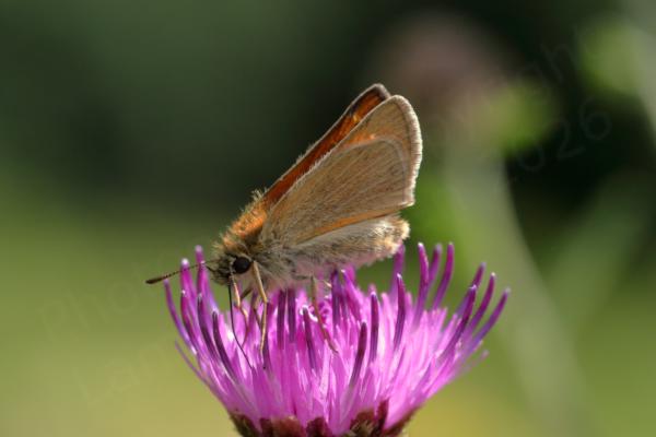 A Small Skipper Butterfly is feeding on the purple thistle like flowers of Knapweed.