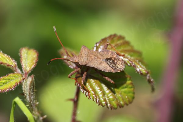 A brown rather angular Leatherbug with reddish brown antennae and black tips is perched on a glossy green leaf with reddish coloured edges.