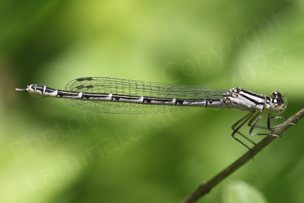 With an almost pale pink to cream coloured body and large glossy black markings on its back this long slender insect looks very much a young Damselfly.