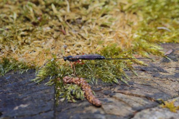A large tree stump with a covering of green moss is playing host to a very long slender wasp which is almost entirely black with bright red to orange legs and a huge ovipositor which is almost as long as the wasp itself.