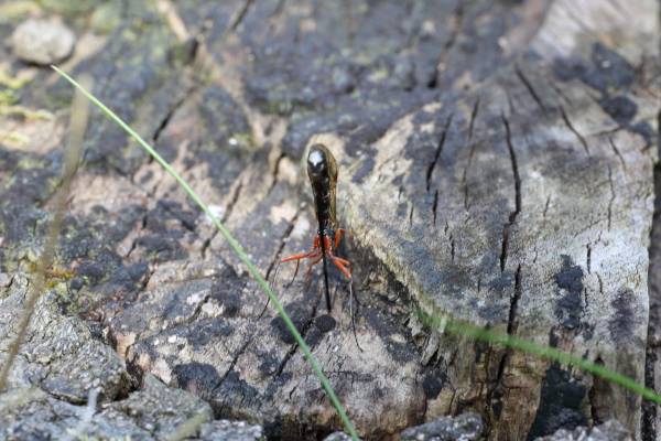 A long slender black Wasp with orangey red legs has bent almost in two so that the both its legs and the tip of its long ovipositor are touching the moss covered tree trunk.