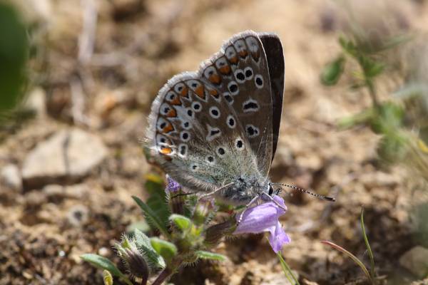 A small hairy butterfly with intricately patterns on its folded wings is feeding on a pale purple to blue flower.