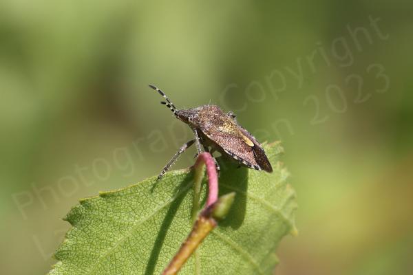 The adult Hairy Shieldbug has black and white striped antenna contrasting with the mostly purple brown colouration of its body and is covered in longish pale coloured hairs.