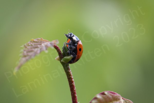The Seven Spot Ladybird has a black head with white markings and bright red wing cases with an unsurprising total of seven black spots.