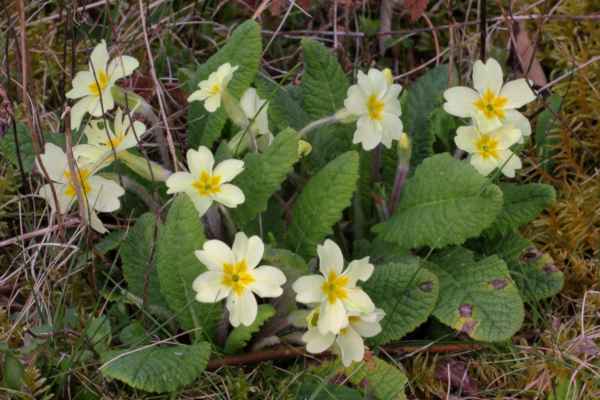 A clump of Common Primrose is easily identified by the broad pale yellow petals of the flower with a brighter yellow star shape towards the eye in the centre.