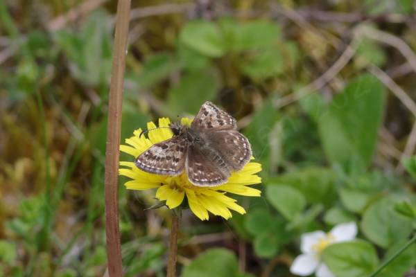 A yellow dandelion type of flower is been visited by a small hairy butterfly mostly a light dull brown in colour with lighter mottled markings and quite a hairy head and body.