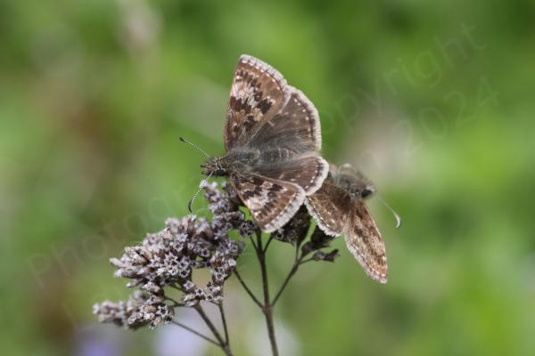 Facing away from each other a pair of mottled brown and quite hairy Dingy Skipper butterflies are mating on top of some old flower stems. 