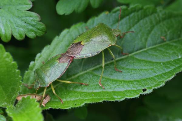 A pair of glossy dark green Shieldbugs are mating facing away from each other on a leaf which is a very similar colour to the bugs.