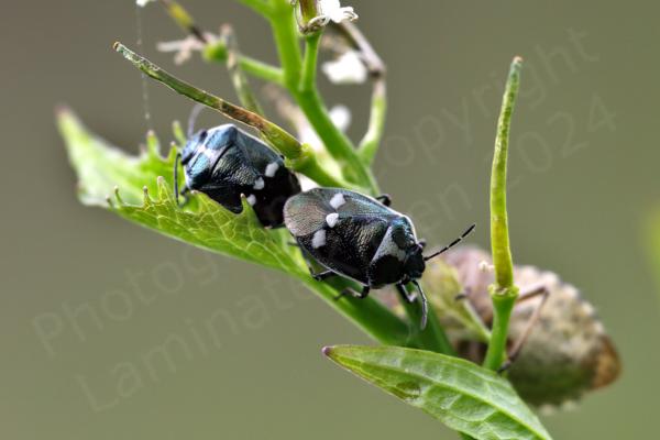A pair of small glossy black Shieldbugs with fairly distinctive white markings are mating back to back.
