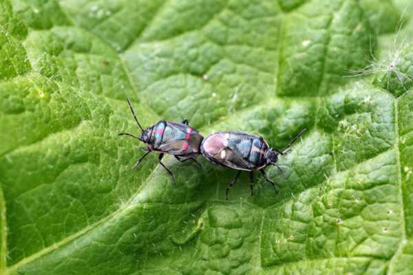 A pair of mating glossy black Shieldbugs one with white markings and the other with bright primary red markings.