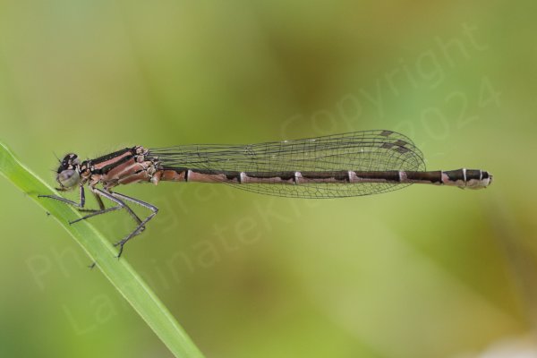 Resting on a blade of grass this female Common Blue Damselfly is a salmon pink colour with dark brown markings across the top of her body.