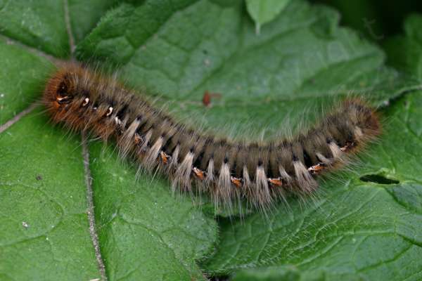 A very hairy caterpillar is shown with long white hairs sprouting out from a mostly black body with small red and white markings along its side.
