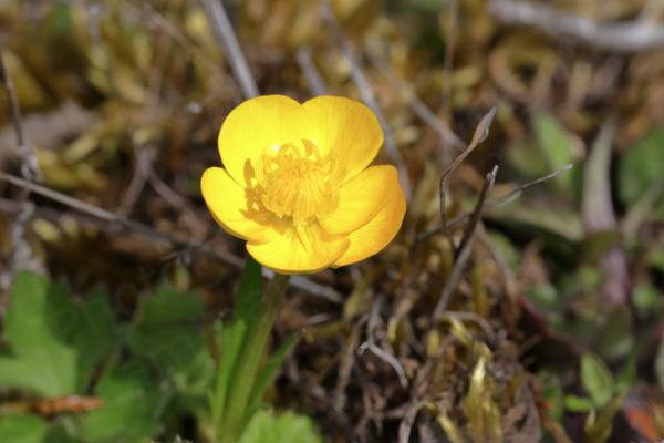A single glossy deep yellow buttercup flower.