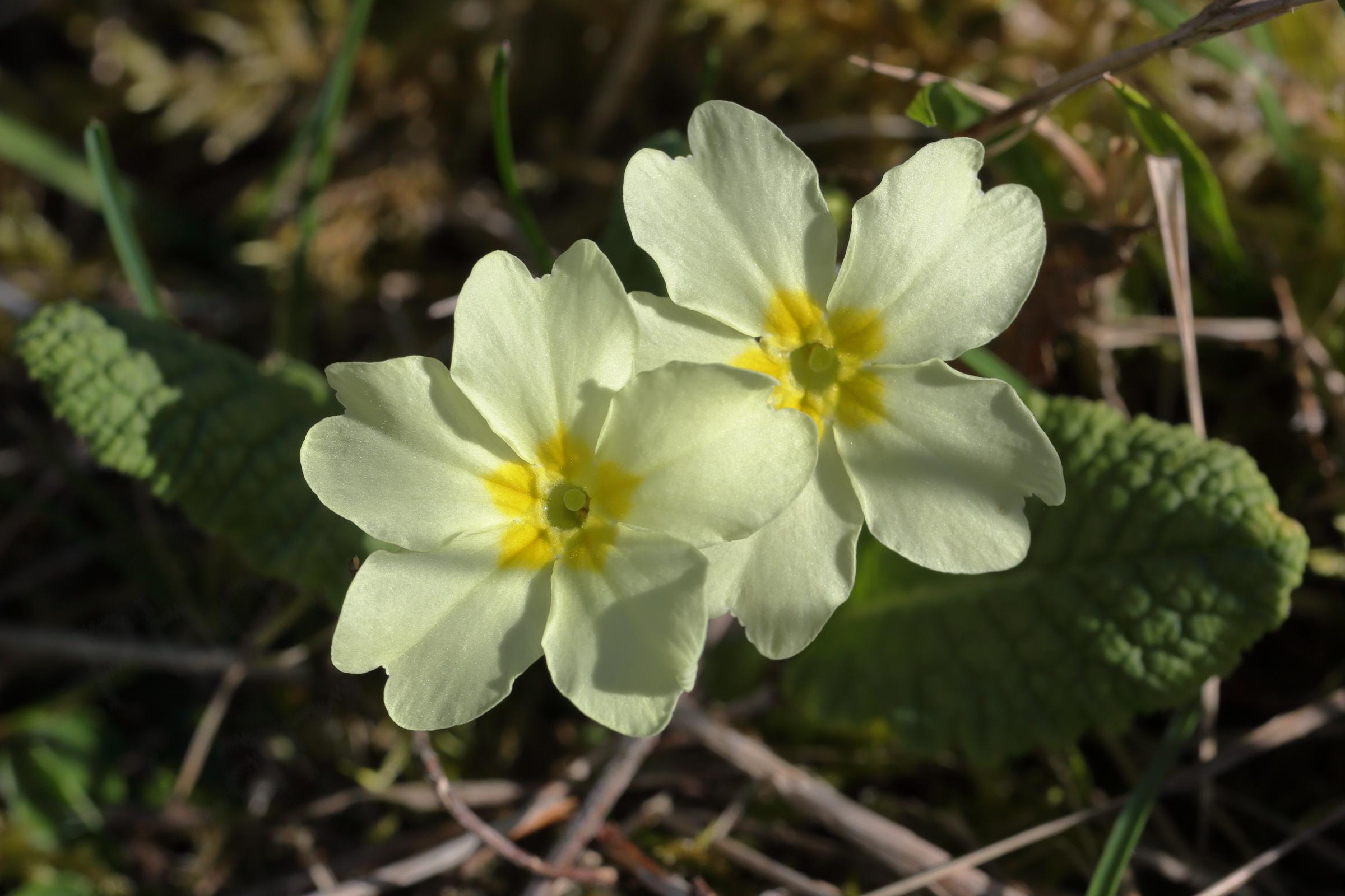 Two large pale yellow Common Primrose flowers darker yellow towards the centre are enjoying the dappled shade.