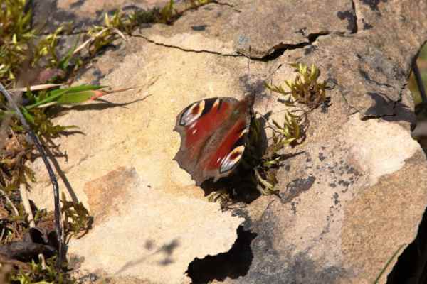 A brightly coloured Peacock Butterfly is basking on a sunny rock.