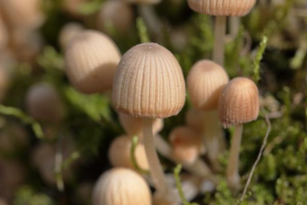 A group of pale brown to cream fungi with tall pleated domed caps.