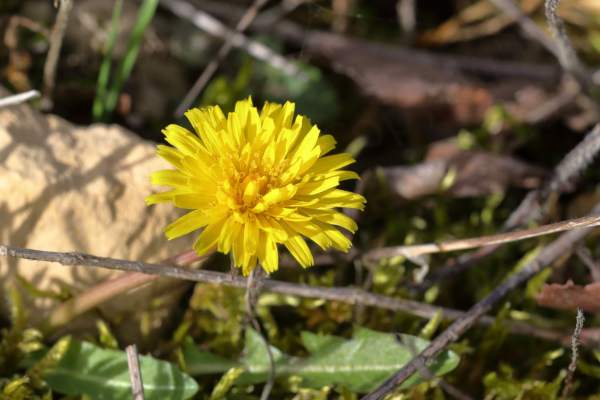 A small bright yellow Dandelion flower growing amongst the short grasses and rocks of the nature reserve.