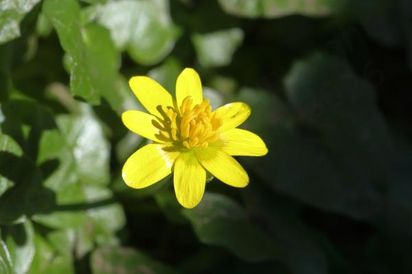 A yellow Lesser Celandine flower with 7 broad petals and yellow stamens.