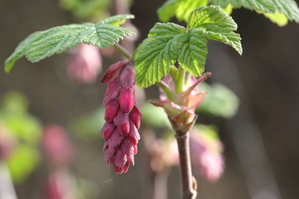 A closer look at a Flowering Currant showing a raceme of almost magenta coloured tubular flowers.