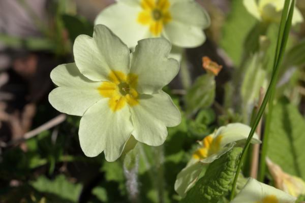 A cluster of Wild Primrose flowers with five broad pale yellow petals and a darker yellow centre.
