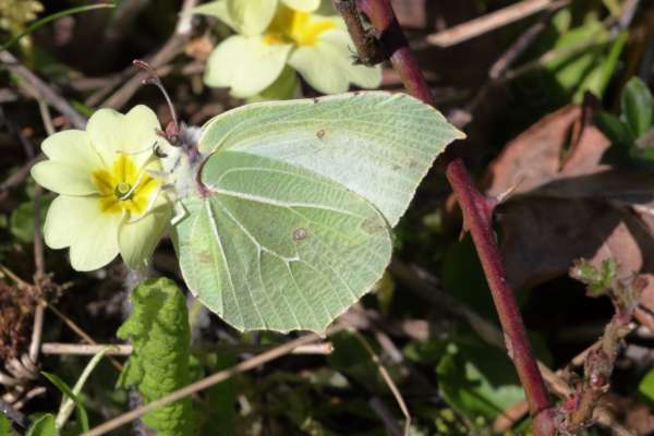 A large pale green Brimstone Butterfly is perched with wings folded on a Common Primrose flower.