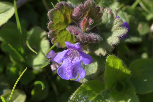A small hairy plant with a light purple funnel shaped flower spotted white and light purple on the inside.
