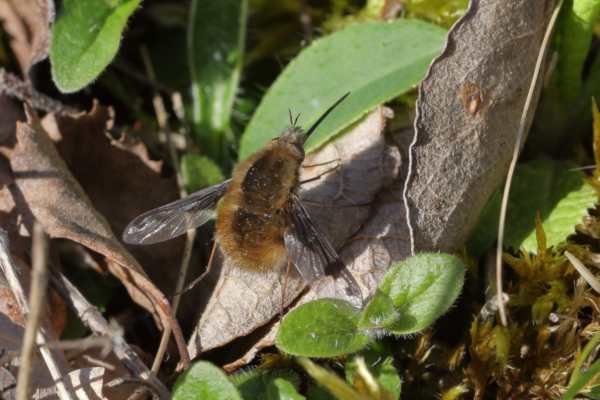 A brown hairy Bee Fly is enjoying a break and resting in the sunlit undergrowth.