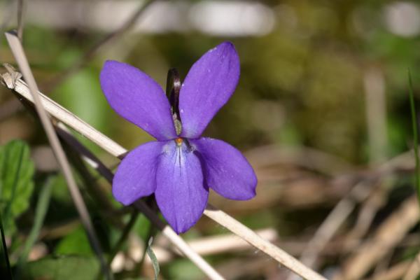 A purple violet flower with five long broad petals leading to a paler centre with orange reproductive parts.