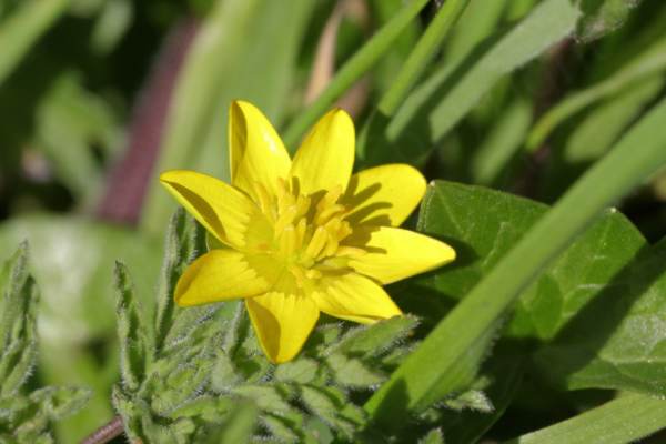 A bright yellow Lesser Celandine flower above some very hairy green leaves.