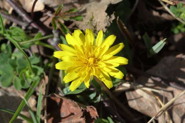 A small bright yellow Dandelion flower enjoying the sun.