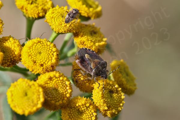 The adult Hairy Shieldbug has black and white striped antenna contrasting with the mostly purple brown colouration of its body and is covered in longish pale coloured hairs.