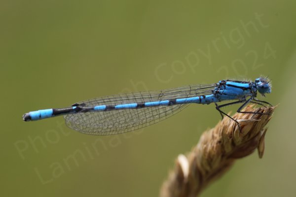 The mature male Common Blue Damselfly is a bright blue medium sized Damselfly with very distinctive small black mushroom shaped markings along the upper half of its abdomen.