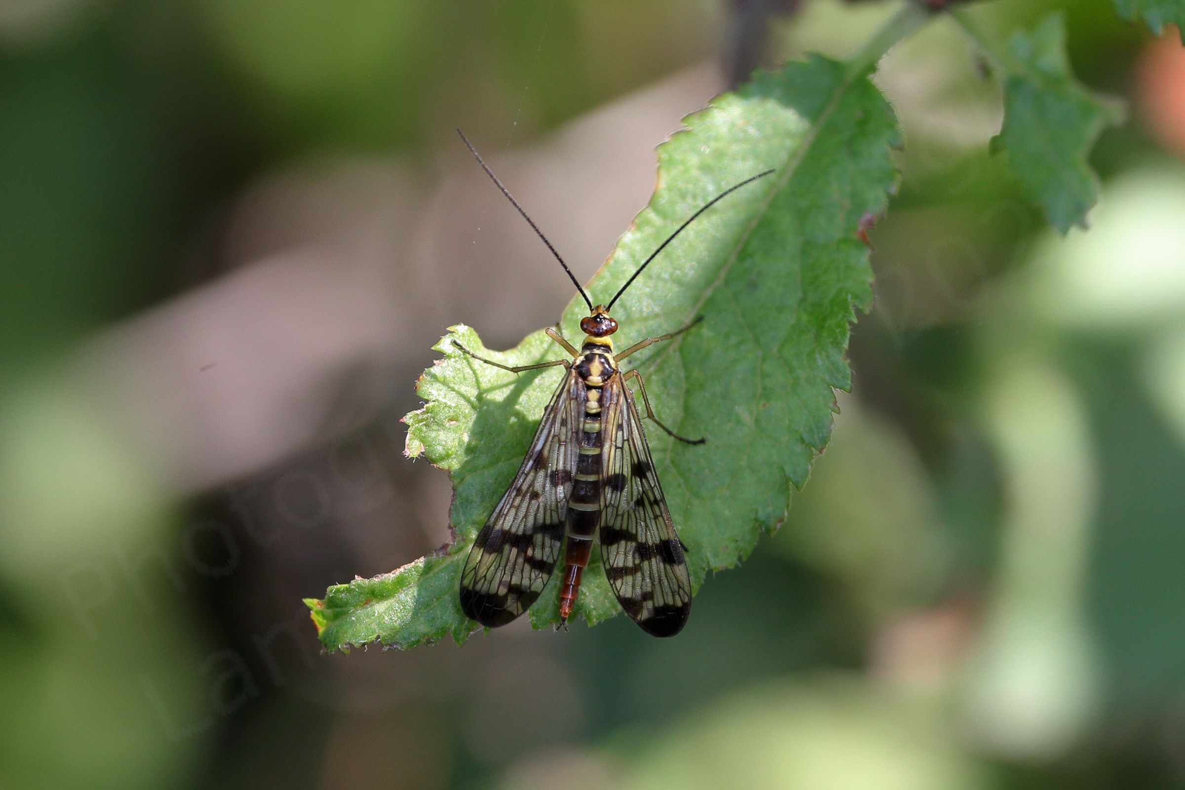 The Scorpion Fly is a very distinctive looking insect with its black chequered markings on translucent wings and a pale yellow and black body leading to a red tail which in the male is curled upwards rather like a scorpions.