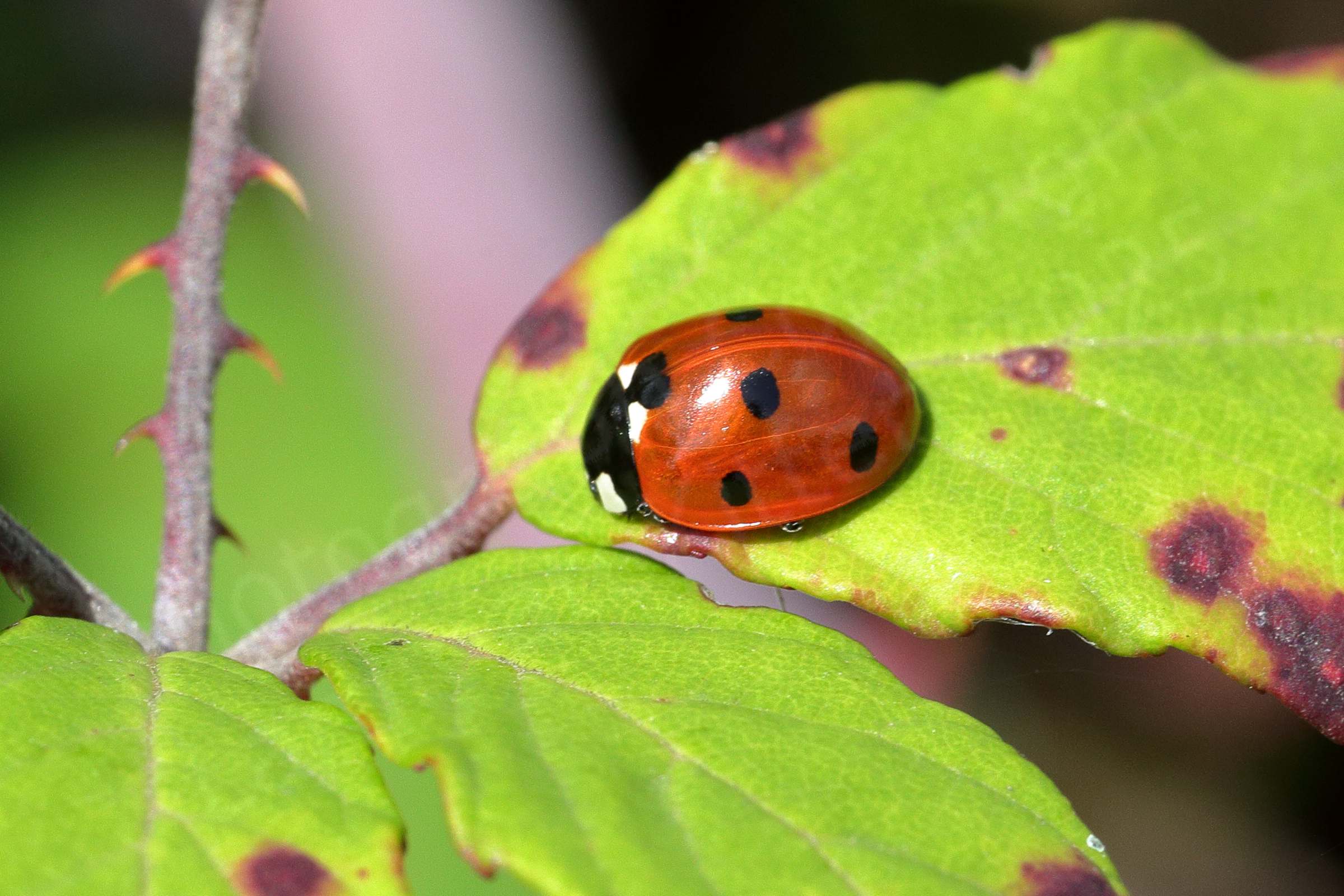 A bright red 7 Spot Ladybird on a lime green leaf. 