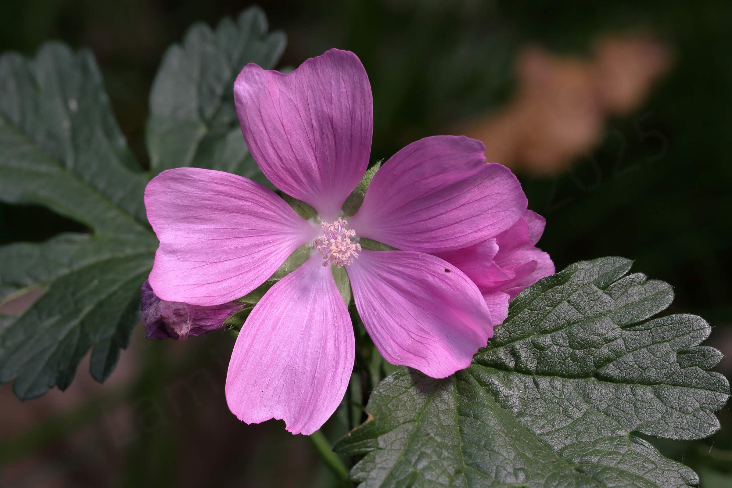 A large Common Mallow with dark green leaves and a large flower consisting of five large dark pink petals and pinkish purple and white stamens.