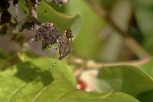 The adult Hairy Shieldbug has black and white striped antenna contrasting with the mostly purple brown colouration of its body and is covered in longish pale coloured hairs.